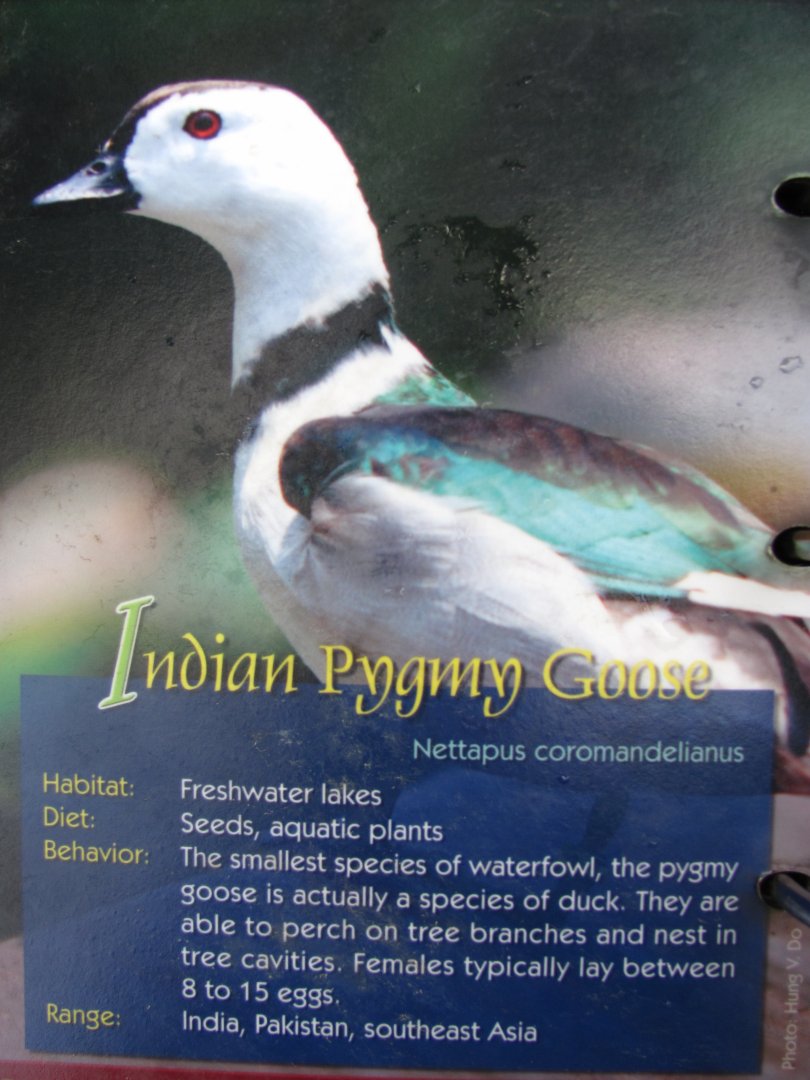 Wings of Asia Field Guide Indian Pygmy Goose