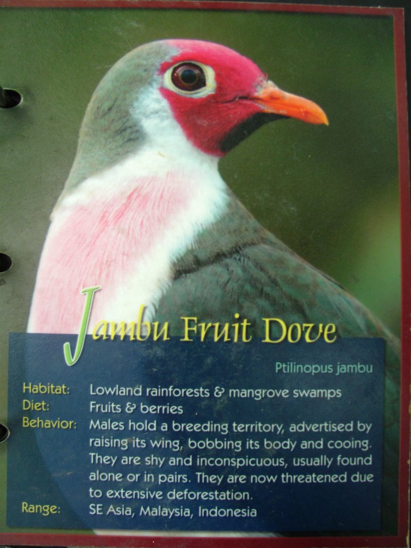 Wings of Asia Field Guide Jambu Fruit Dove