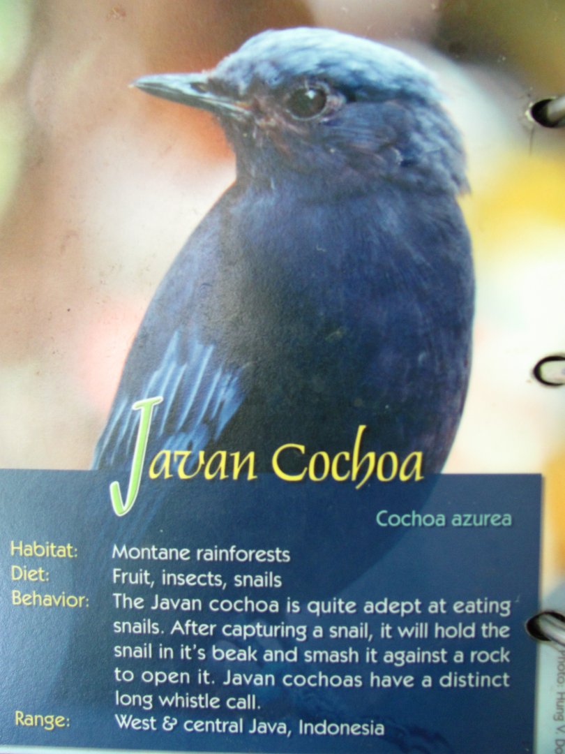 Wings of Asia Field Guide Javan Cochoa