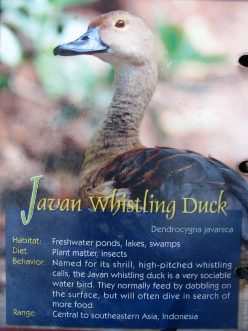 Wings of Asia Field Guide Javan Whistling Duck