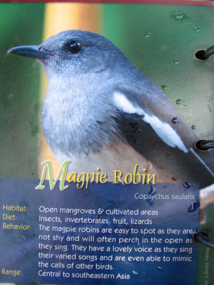 Wings of Asia Field Guide Magpie Robin