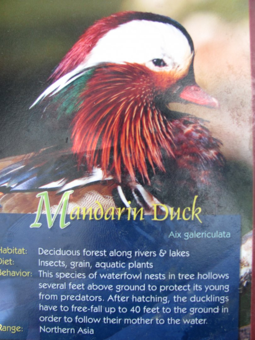 Wings of Asia Field Guide Mandarin Duck