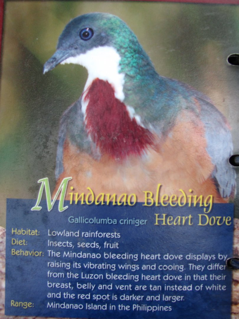 Wings of Asia Field Guide Mindanao Bleeding Heart Dove