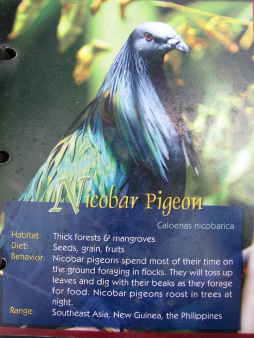 Wings of Asia Field Guide Nicobar Pigeon