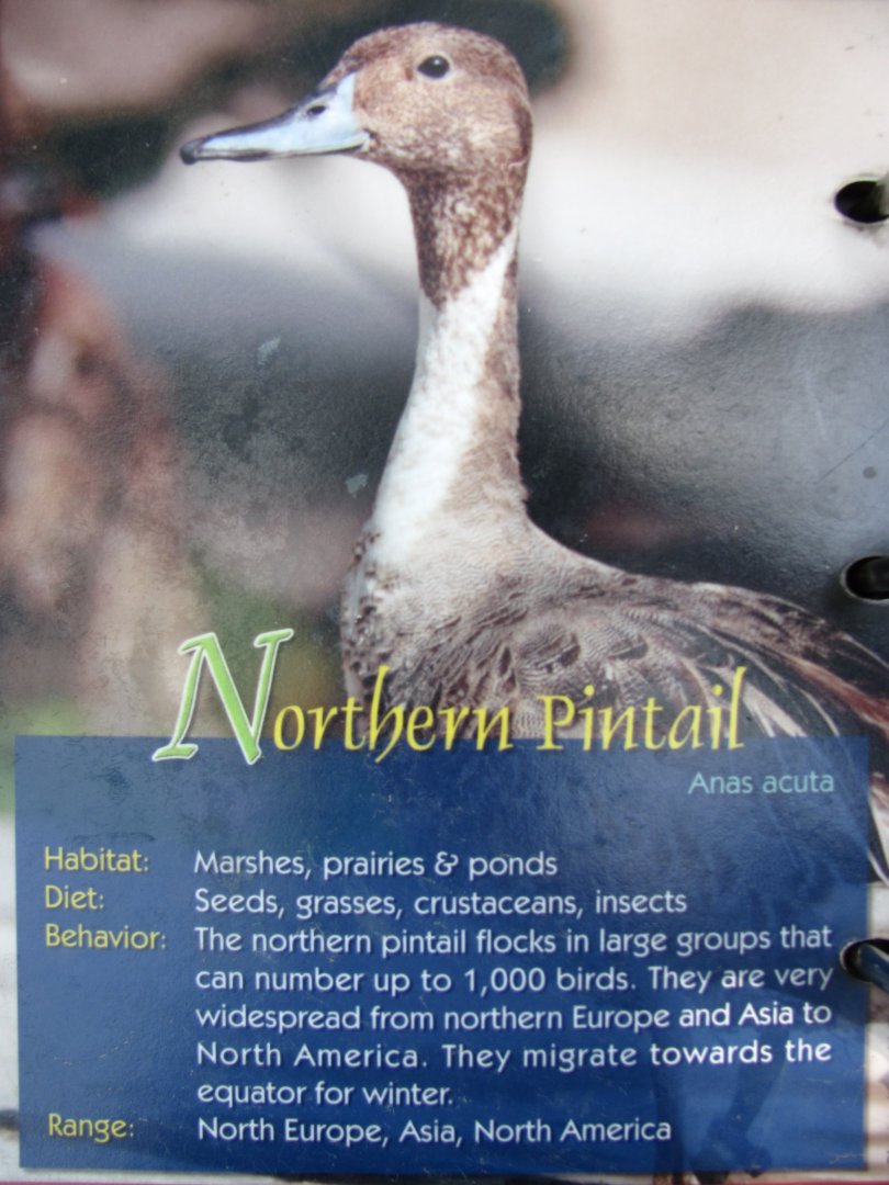 Wings of Asia Field Guide Northern Pintail