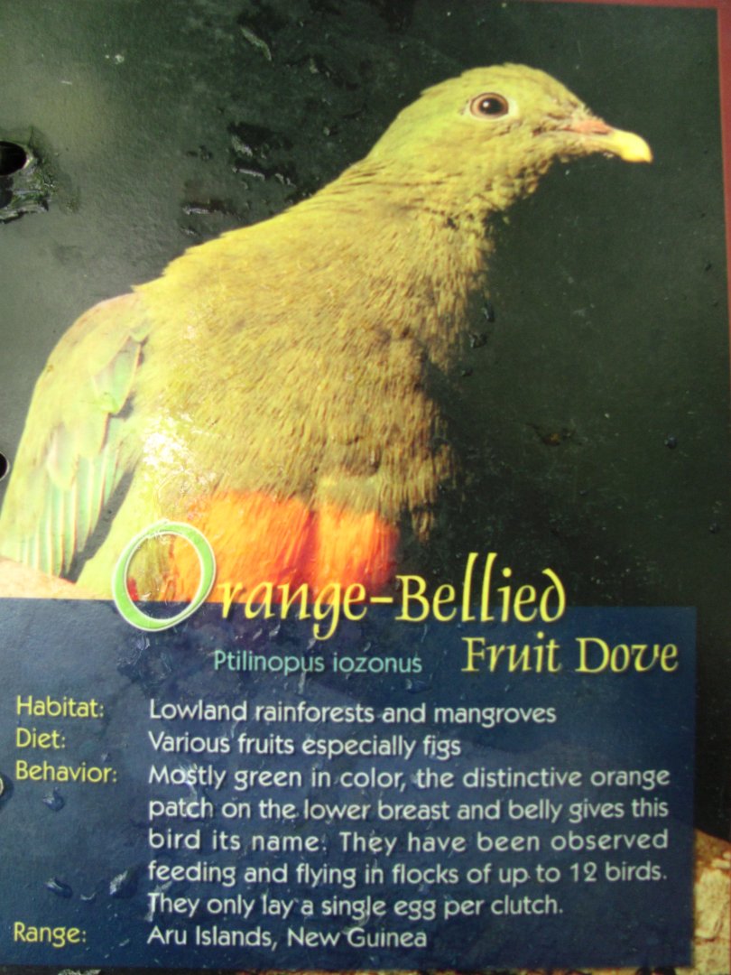 Wings of Asia Field Guide Orange Bellied Fruit Dove