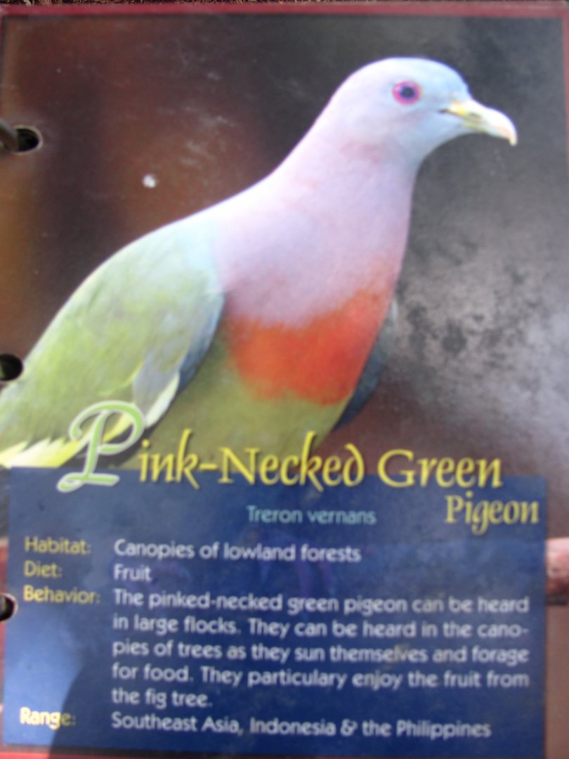 Wings of Asia Field Guide Pink Necked Green Pigeon