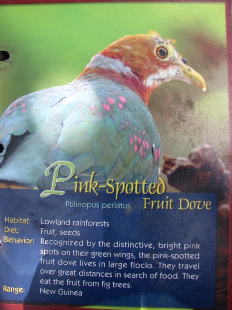 Wings of Asia Field Guide Pink Spotted Fruit Dove