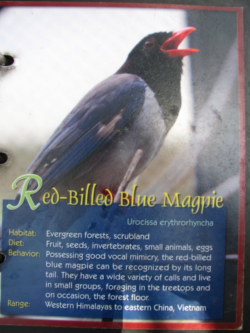 Wings of Asia Field Guide Red Billed Blue Magpie