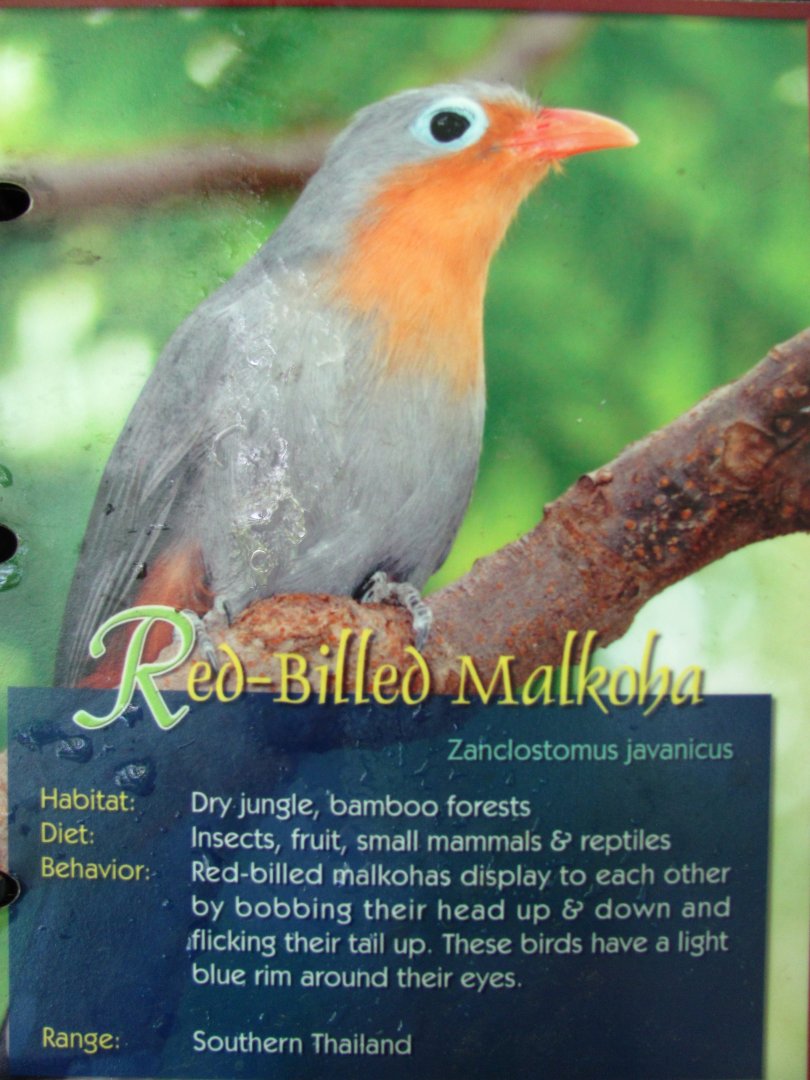 Wings of Asia Field Guide Red Billed Malkoha
