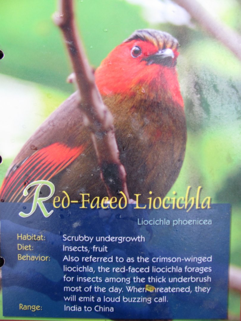 Wings of Asia Field Guide Red Faced Liocichla
