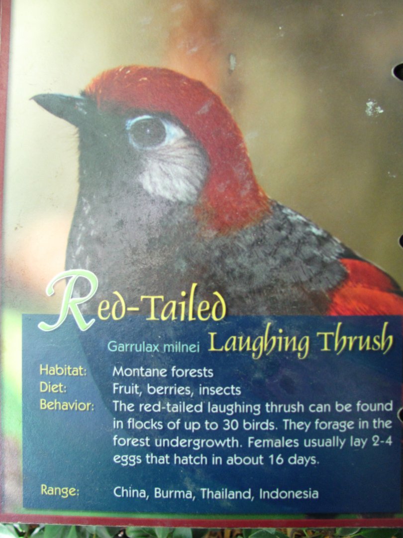 Wings of Asia Field Guide Red Tailed Laughing Thrush