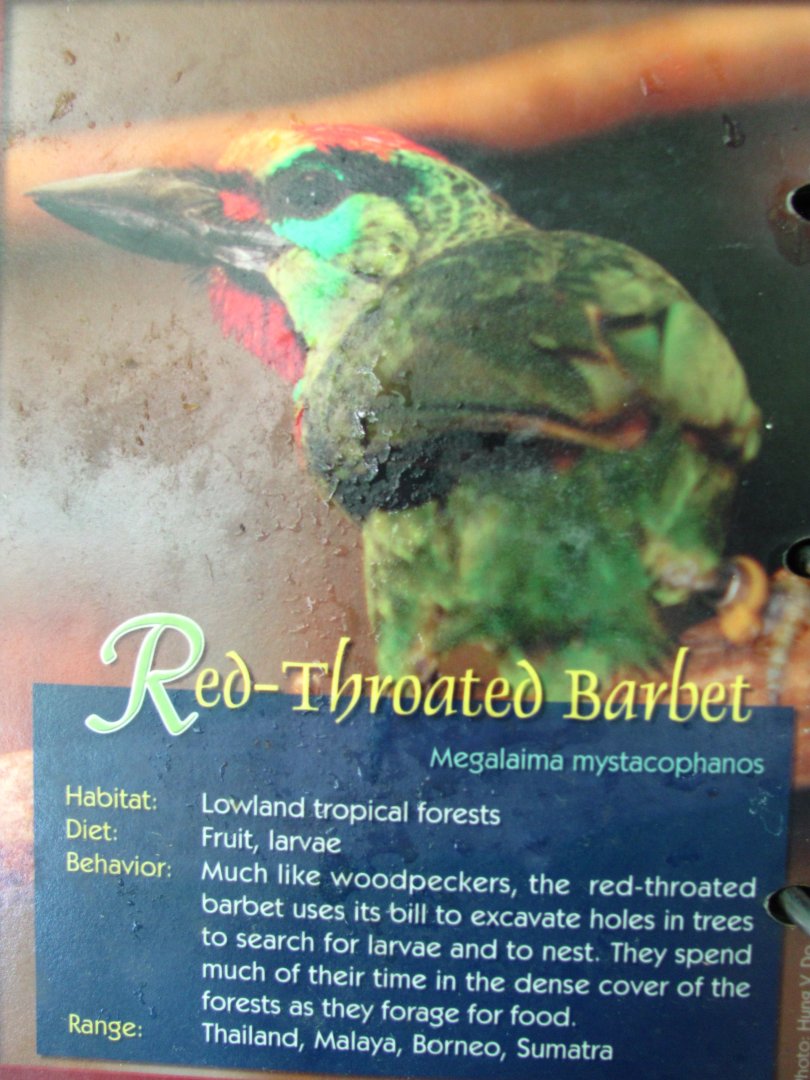 Wings of Asia Field Guide Red Throated Barbet