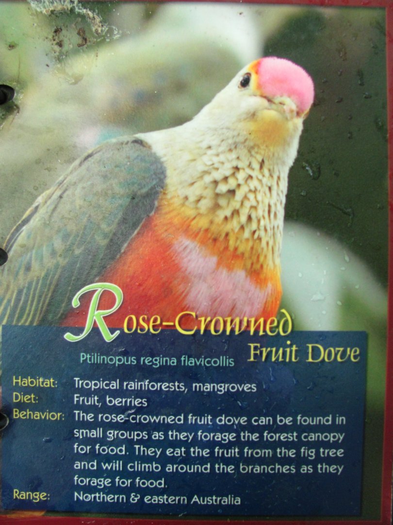 Wings of Asia Field Guide Rose Crowned Fruit Dove