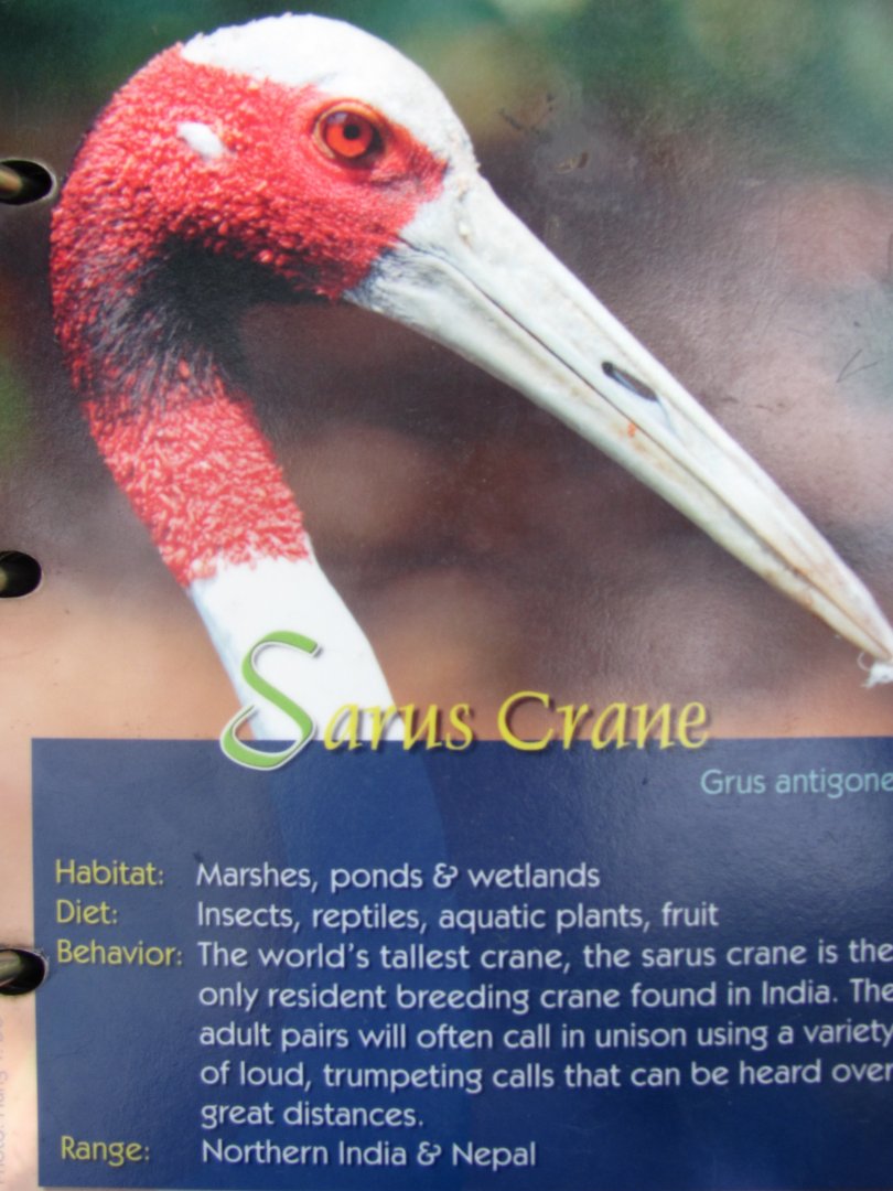 Wings of Asia Field Guide Sarus Crane