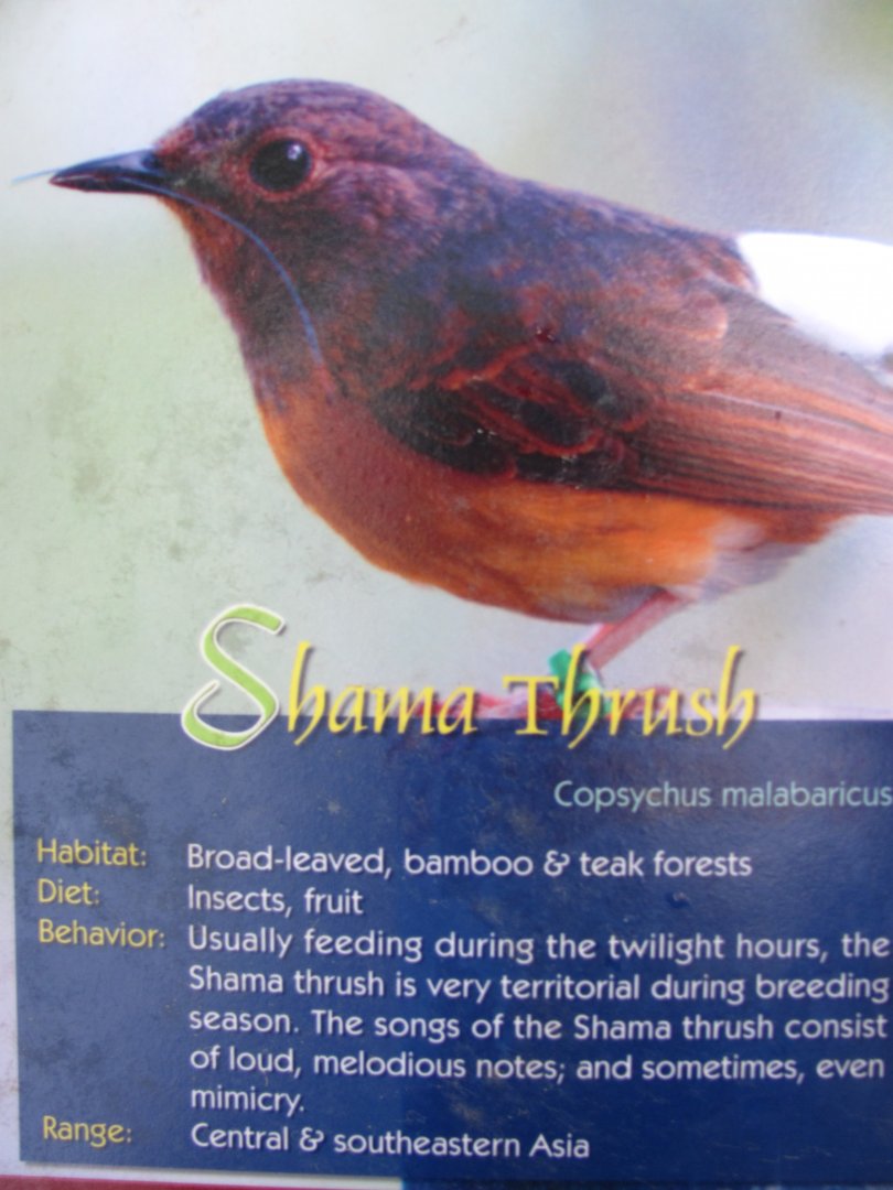 Wings of Asia Field Guide Shama Thrush