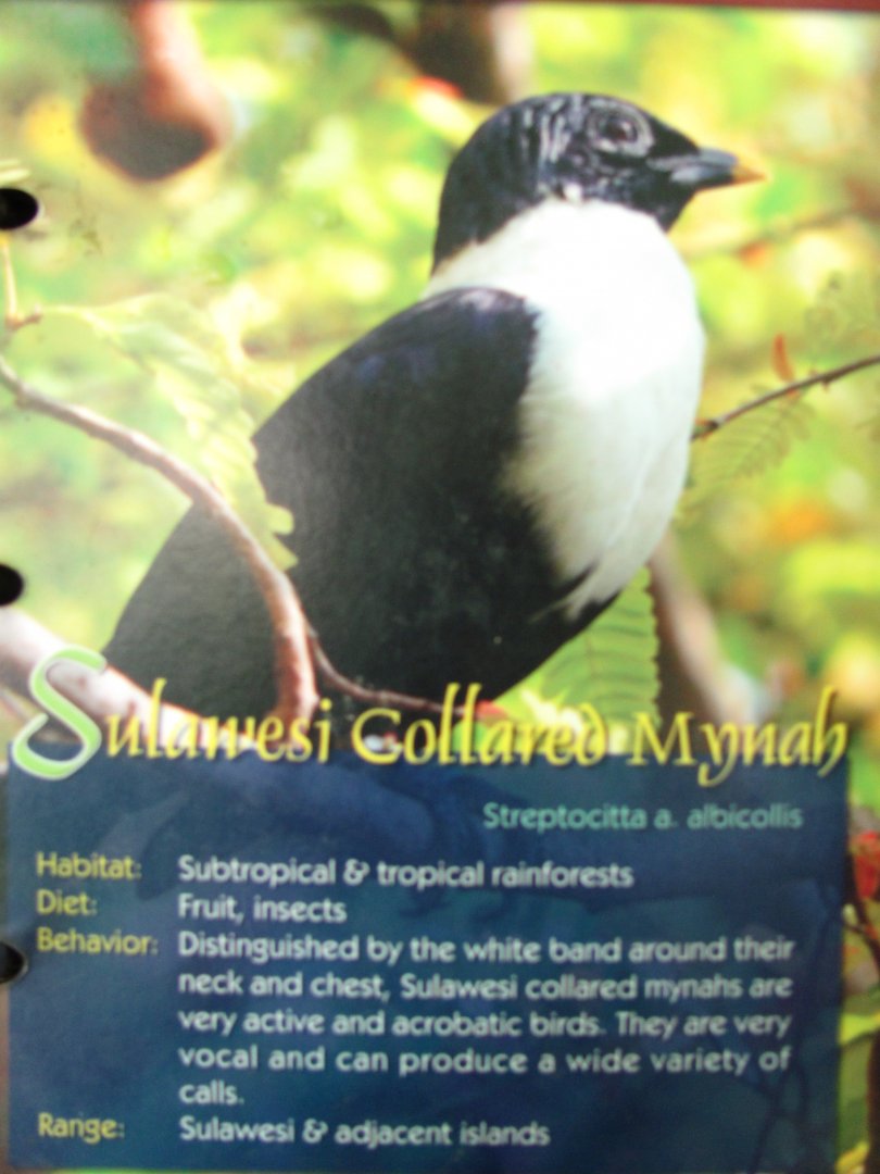Wings of Asia Field Guide Sulawesi Collared Mynah