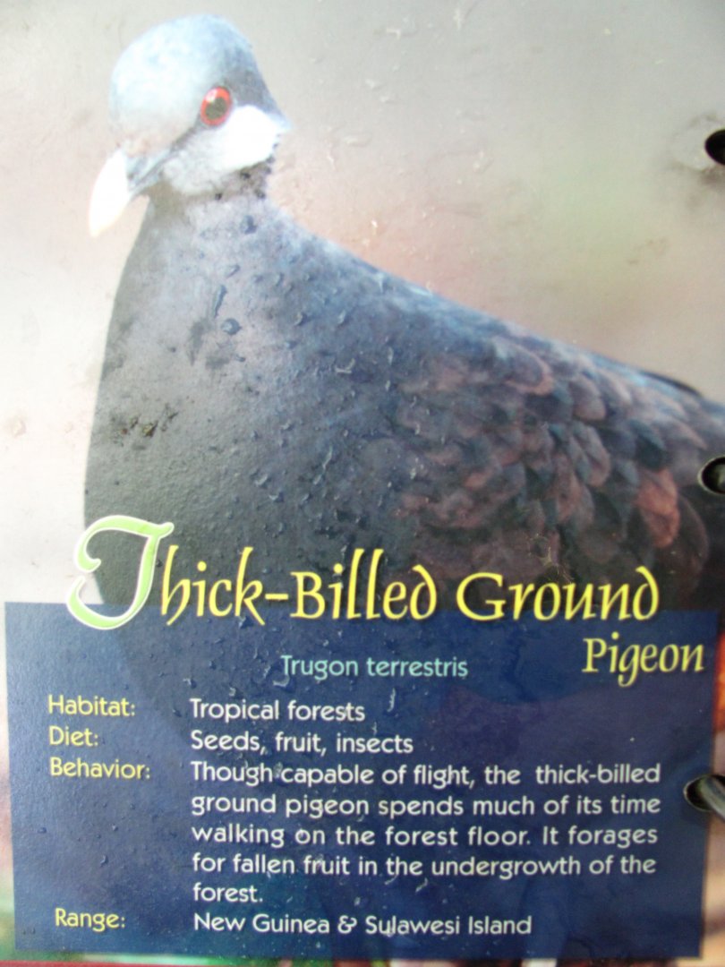 Wings of Asia Field Guide Thick Billed Ground Pigeon