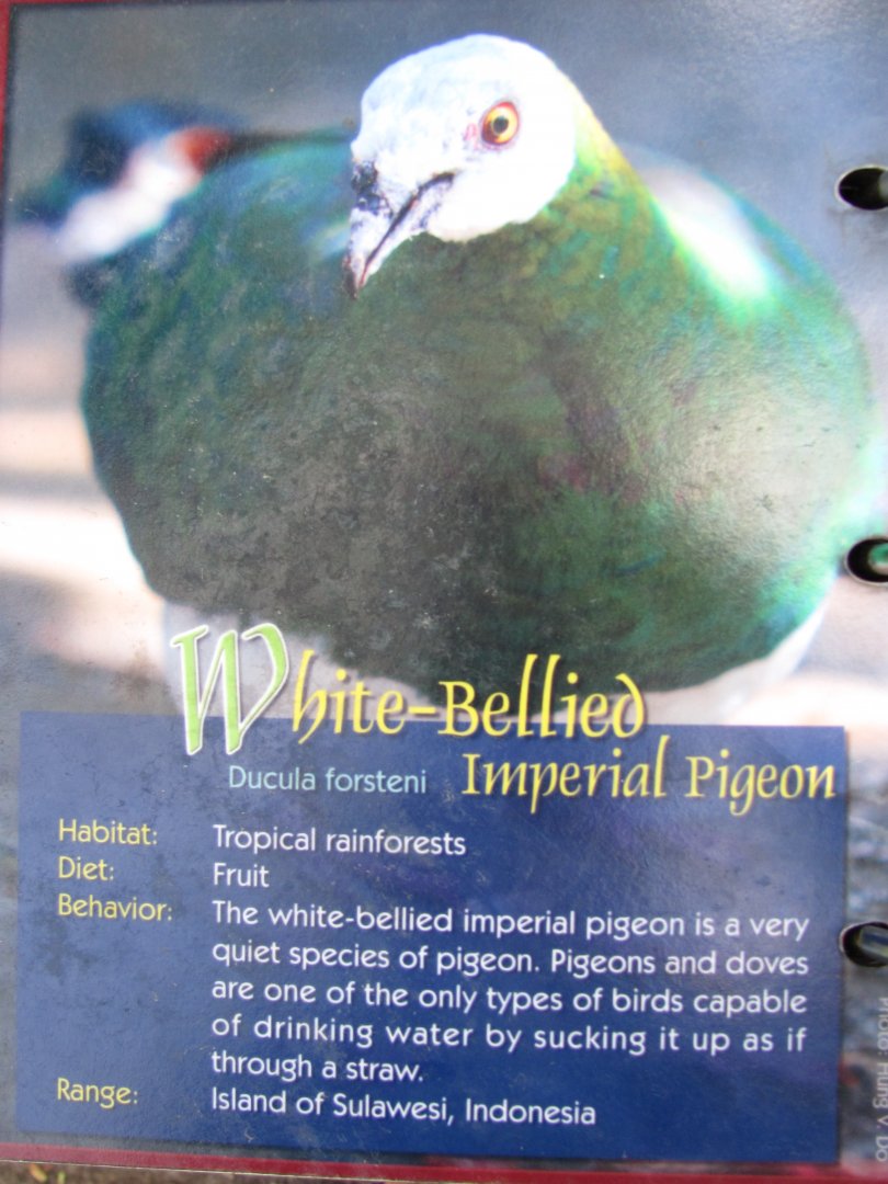 Wings of Asia Field Guide White Bellied Imperial Pigeon