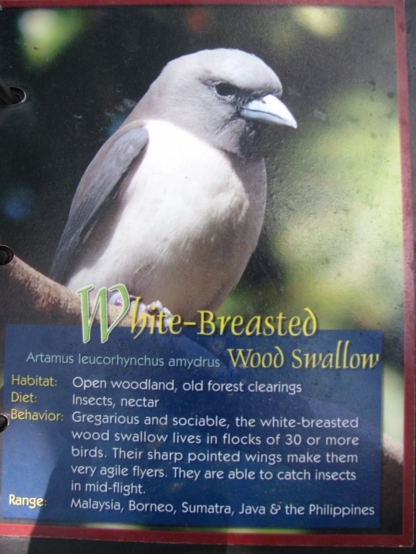 Wings of Asia Field Guide White Breasted Wood Swallow