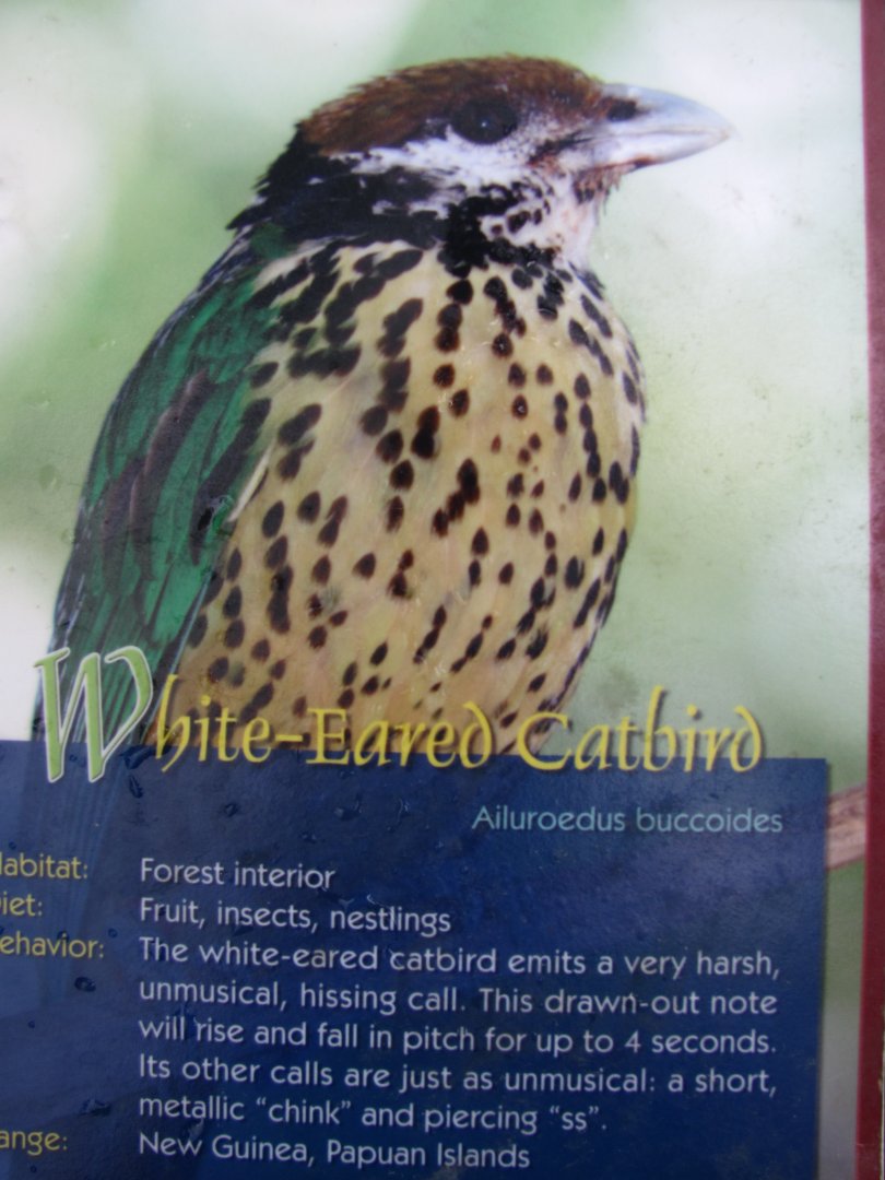 Wings of Asia Field Guide White Eared Catbird