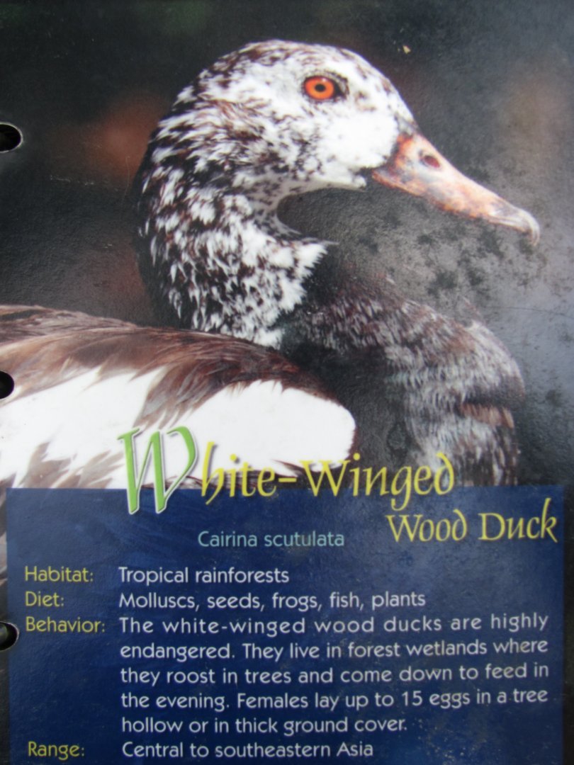 Wings of Asia Field Guide White Winged Wood Duck