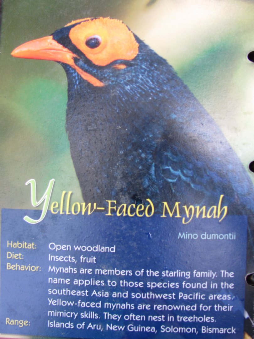 Wings of Asia Field Guide Yellow Faced Mynah