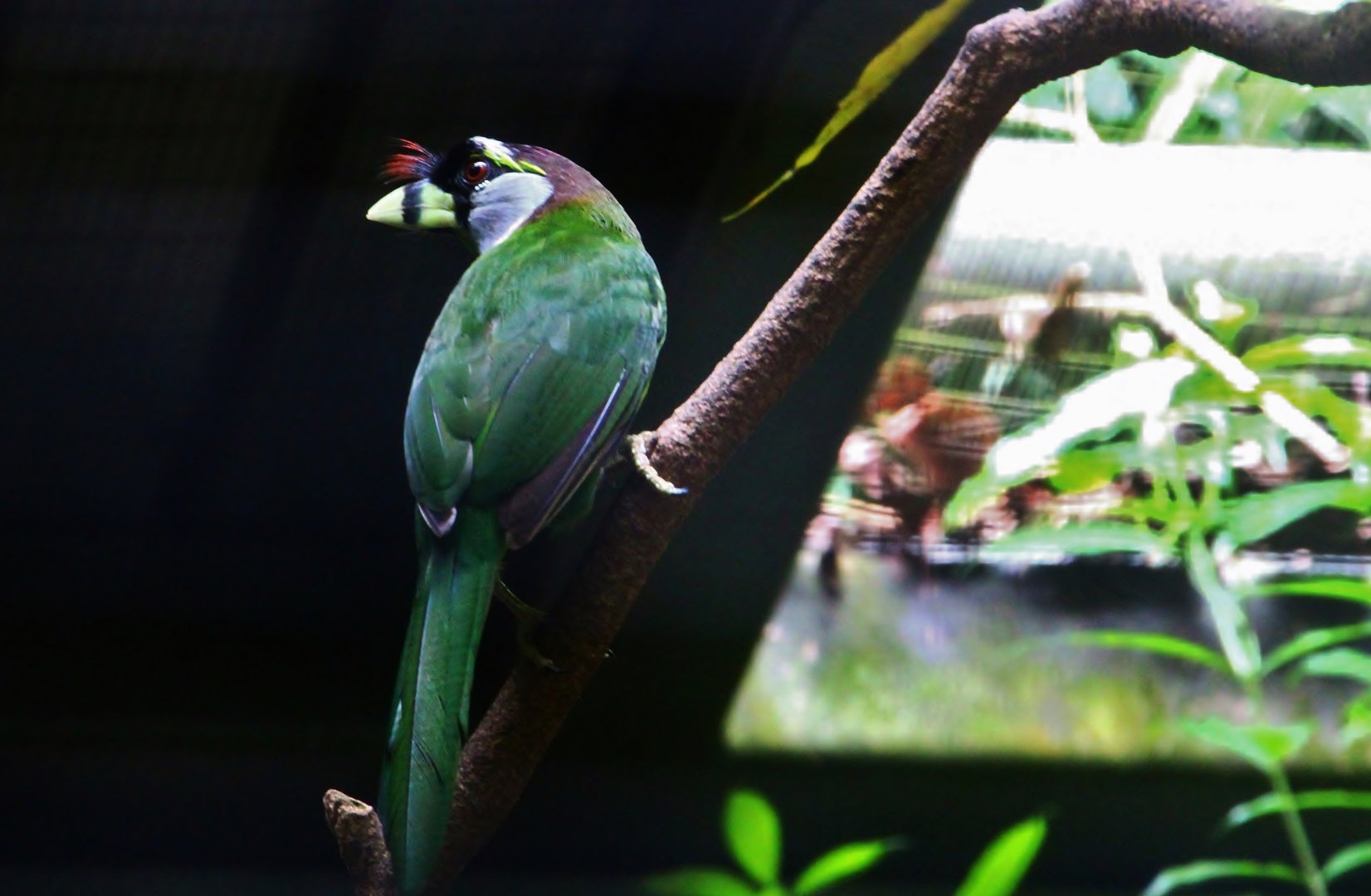 Wings of Asia - Fire-tufted Barbet