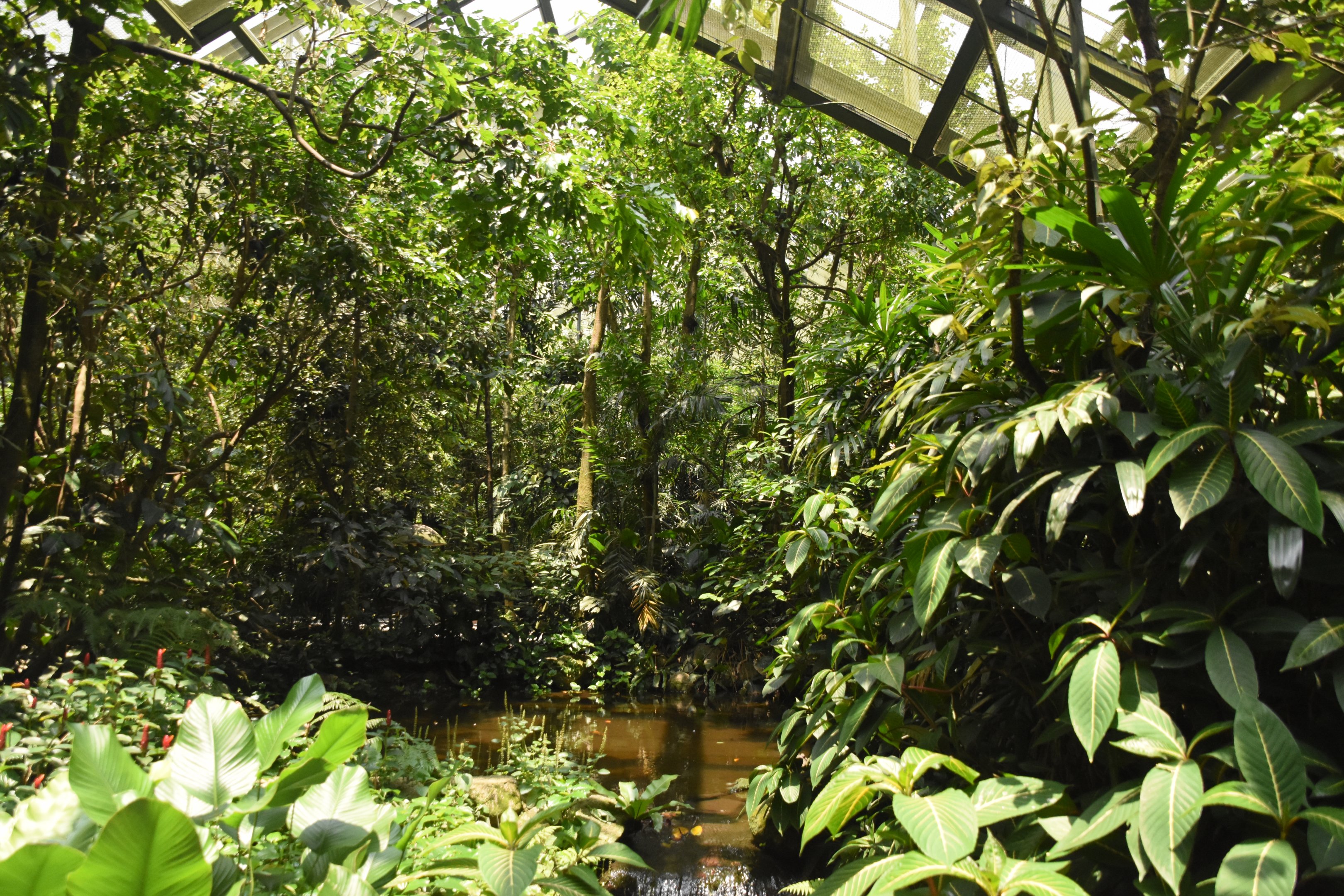 Wings of Asia freeflight