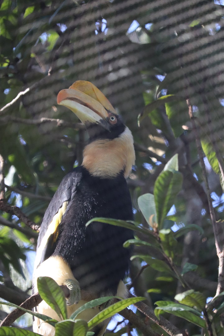 Wings of Asia - Great Hornbill