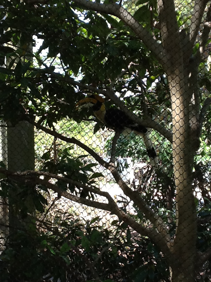 Wings of Asia - Great Indian Hornbill