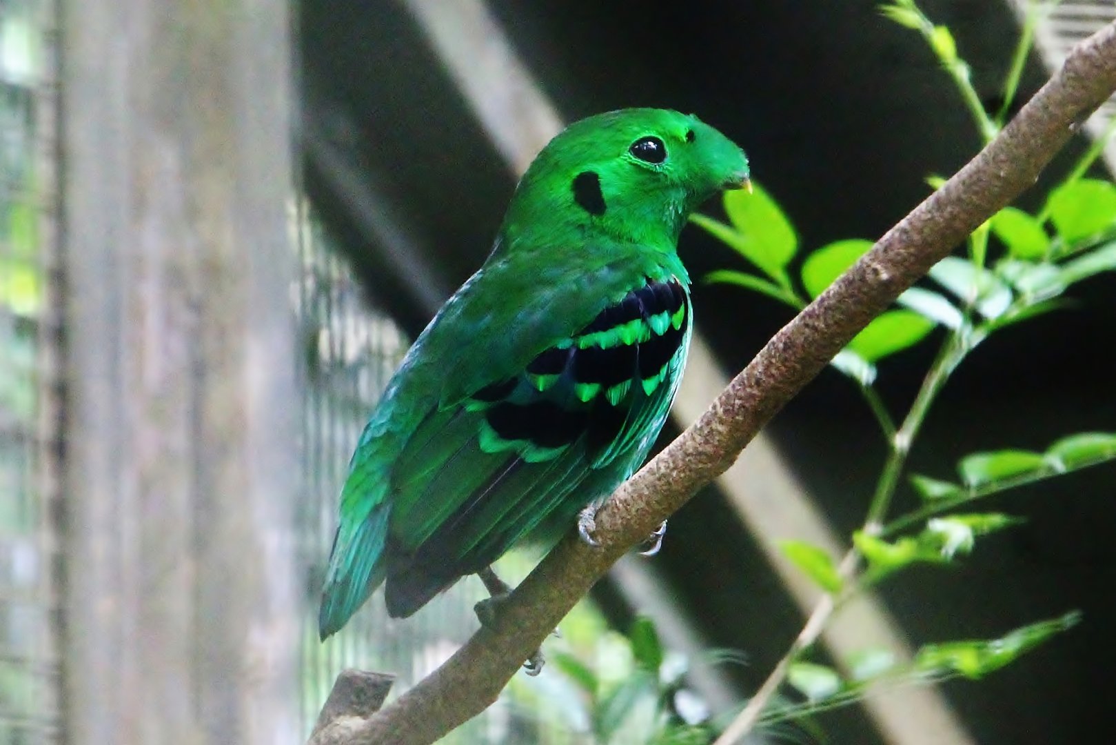 Wings of Asia - Green Broadbill