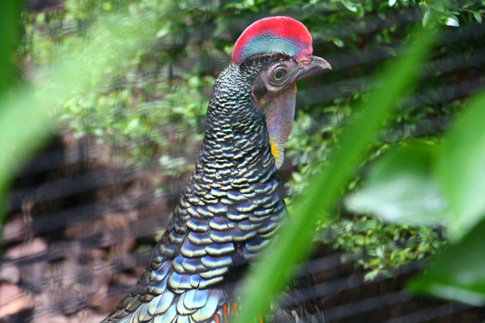 Wings of Asia - Green Junglefowl