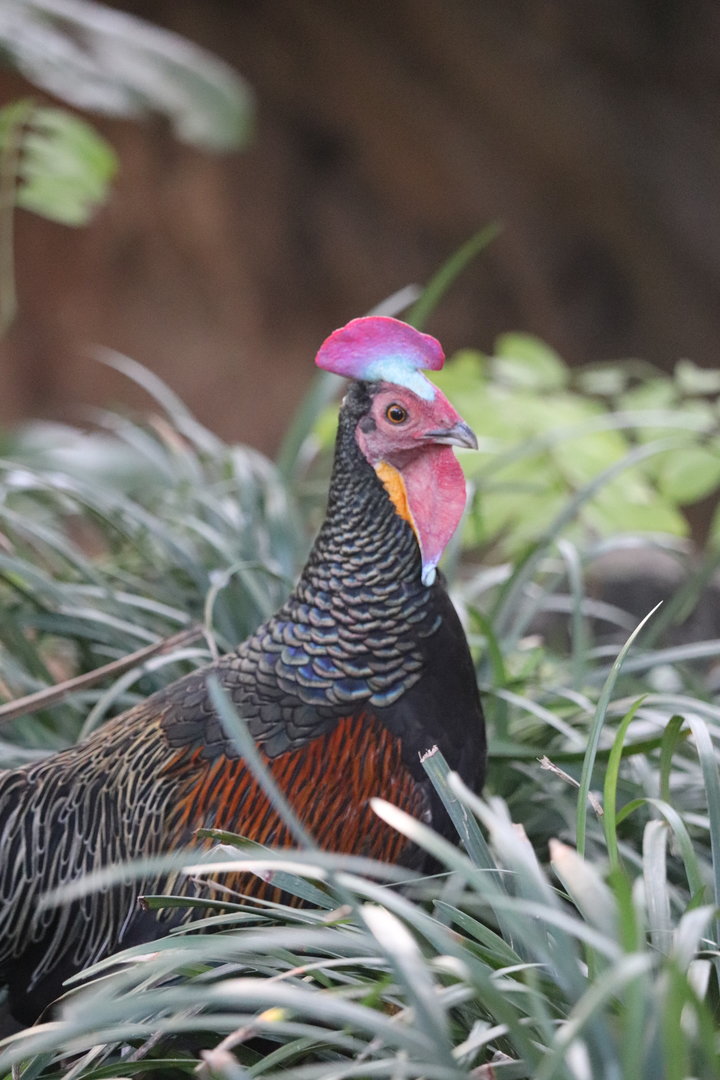 Wings of Asia - Green Junglefowl