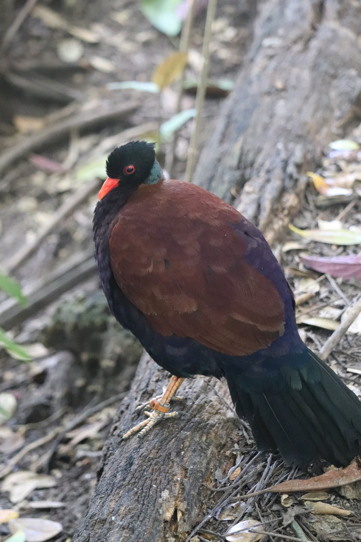 Wings of Asia - Green-Naped Pheasant-Pigeon