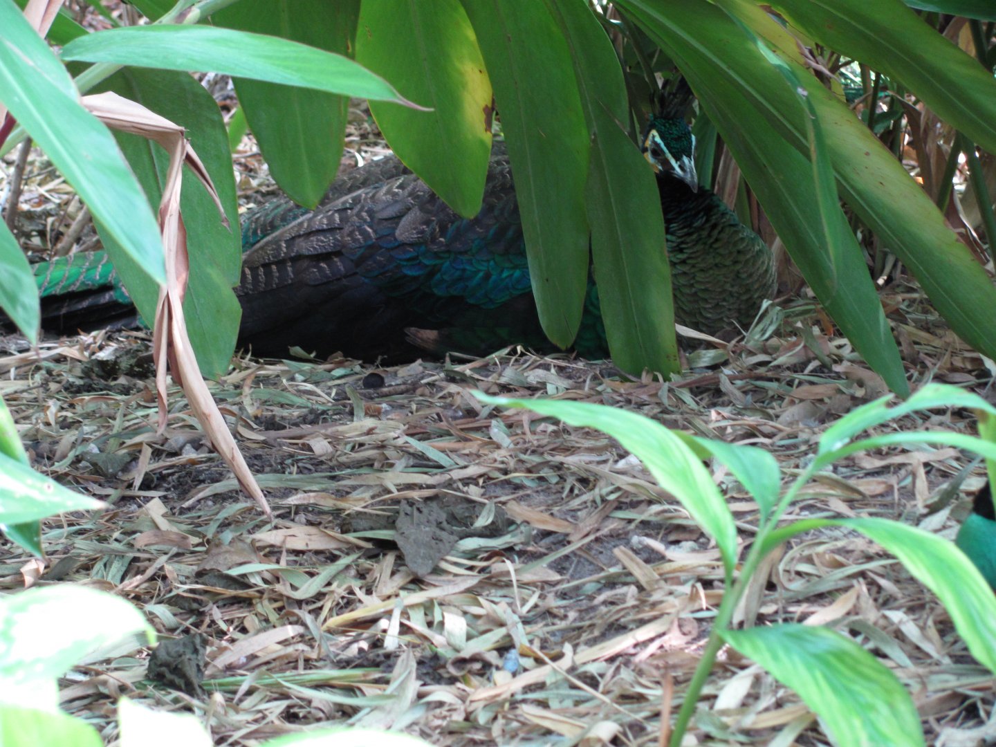 Wings of Asia Green Peafowl