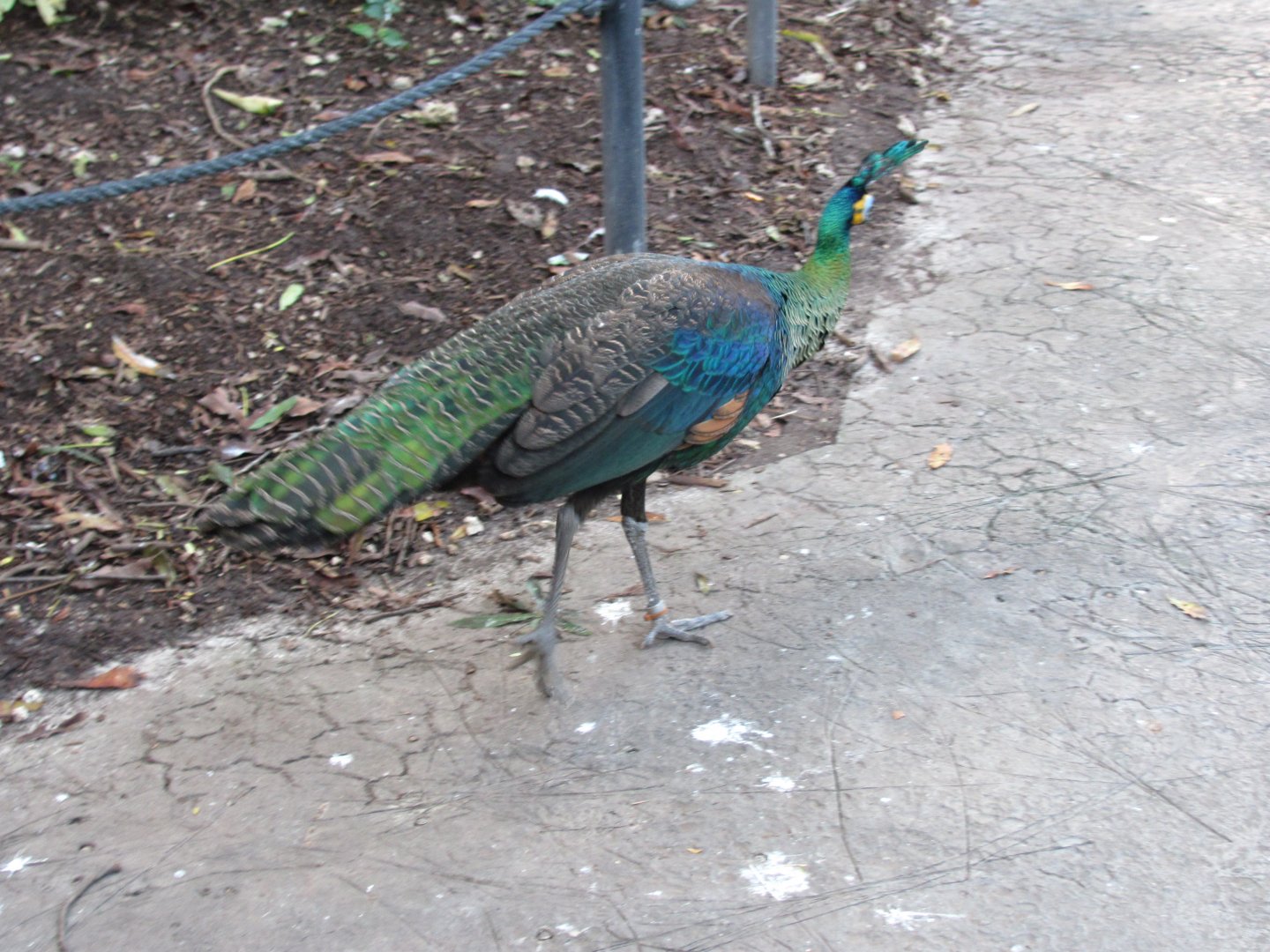 Wings of Asia Green Peafowl