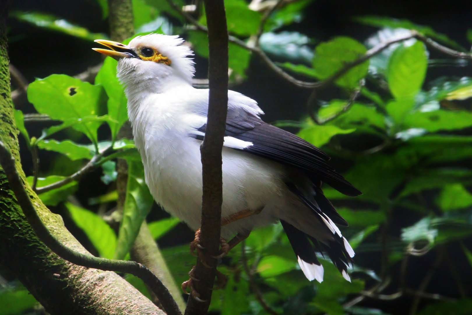 Wings of Asia - Grey-backed Starling (Acridotheres tricolor)