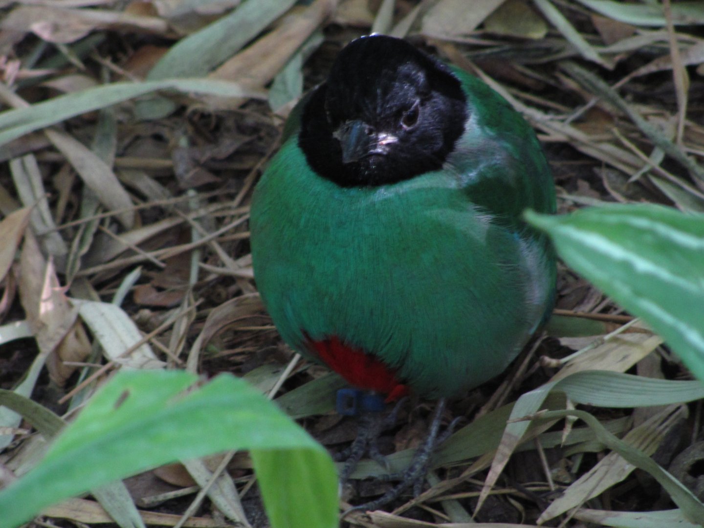 Wings of Asia Hooded Pitta