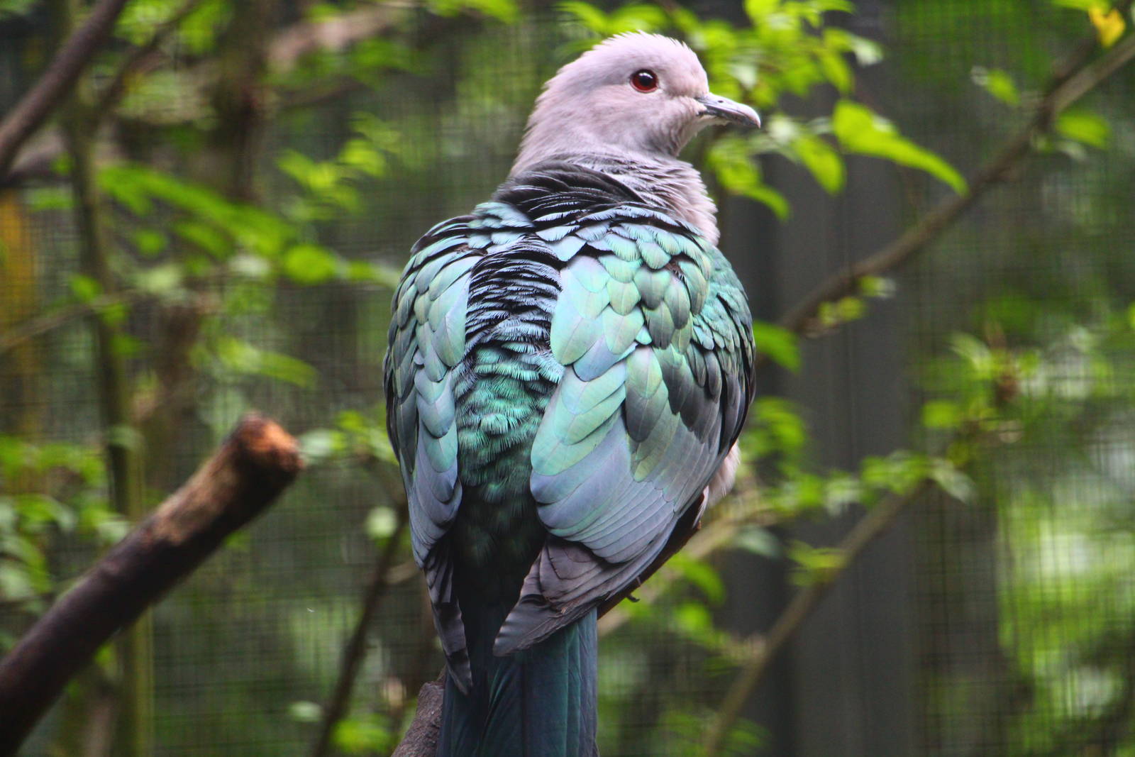 Wings of Asia - Island Imperial Pigeon