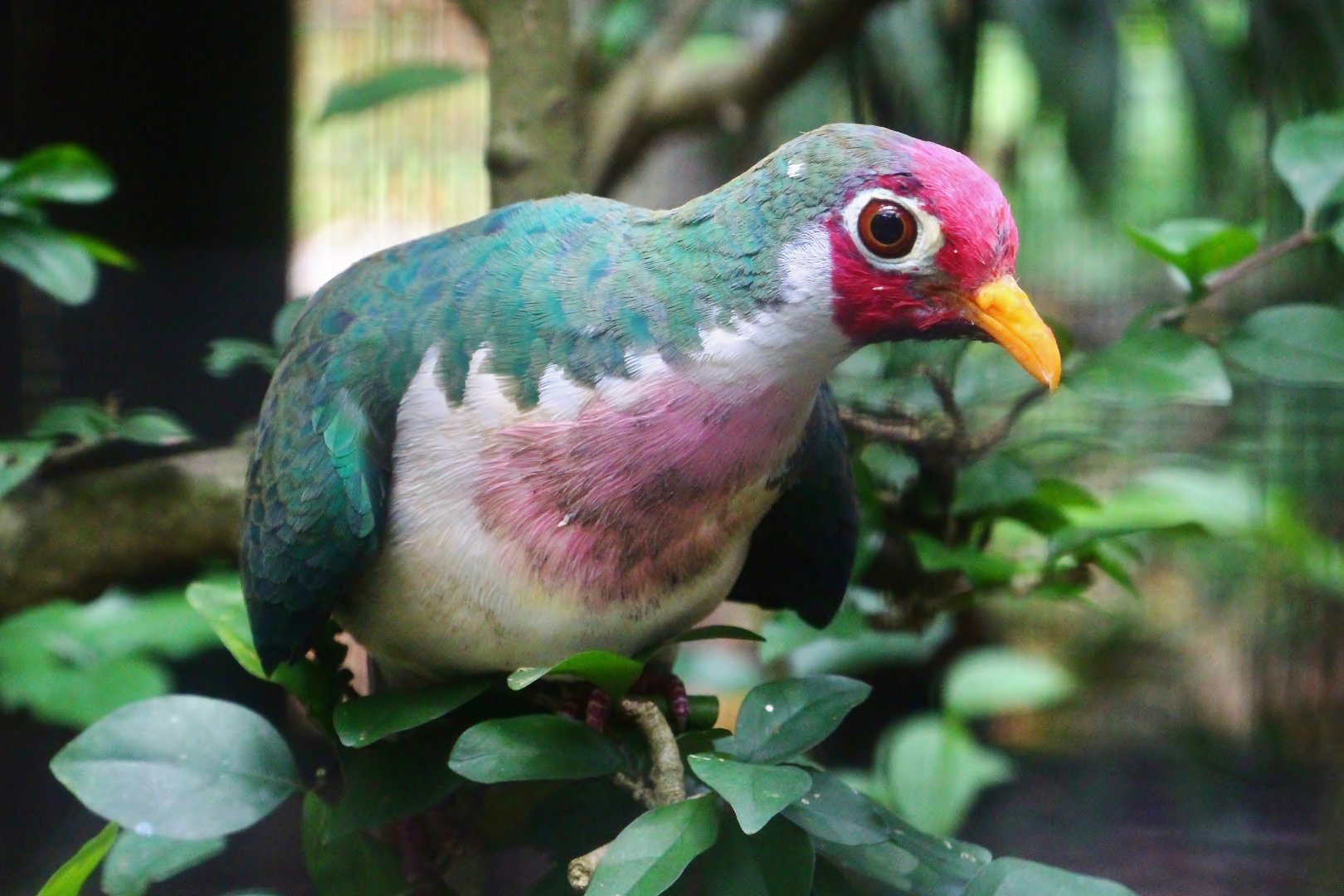Wings of Asia - Jambu Fruit Dove (Ptilinopus jambu)