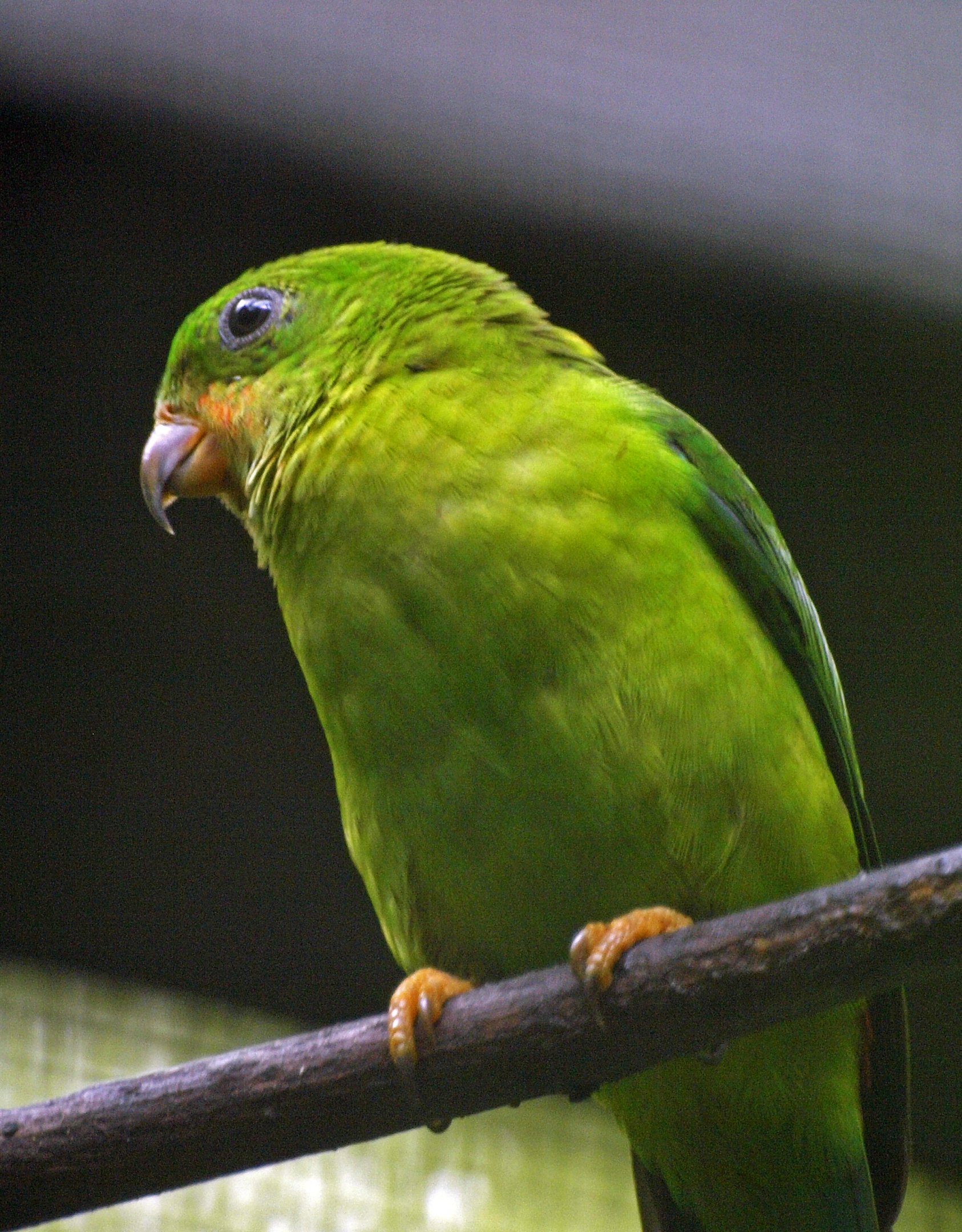 Wings of Asia - Jurong