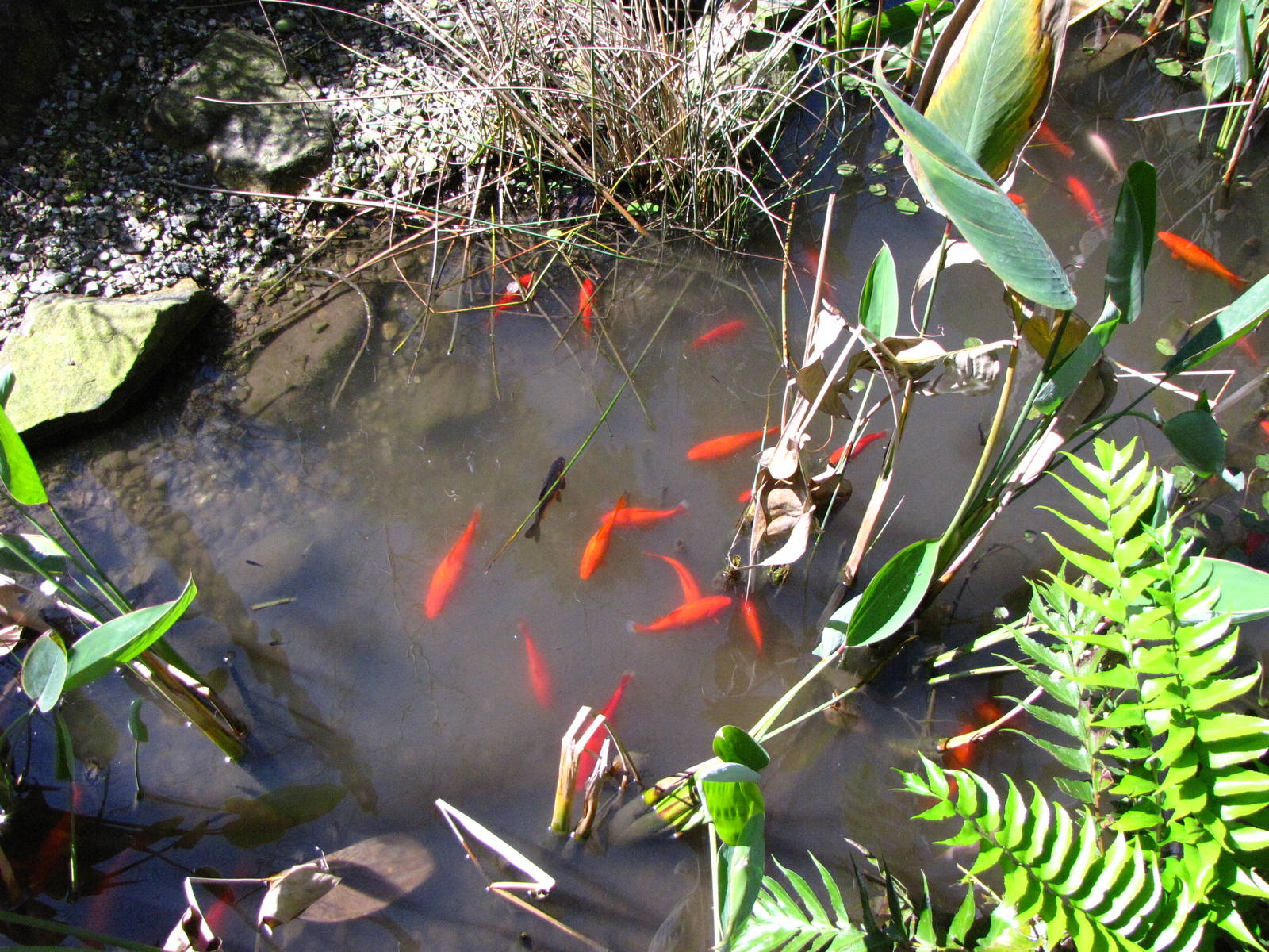 Wings of Asia Koi Pond