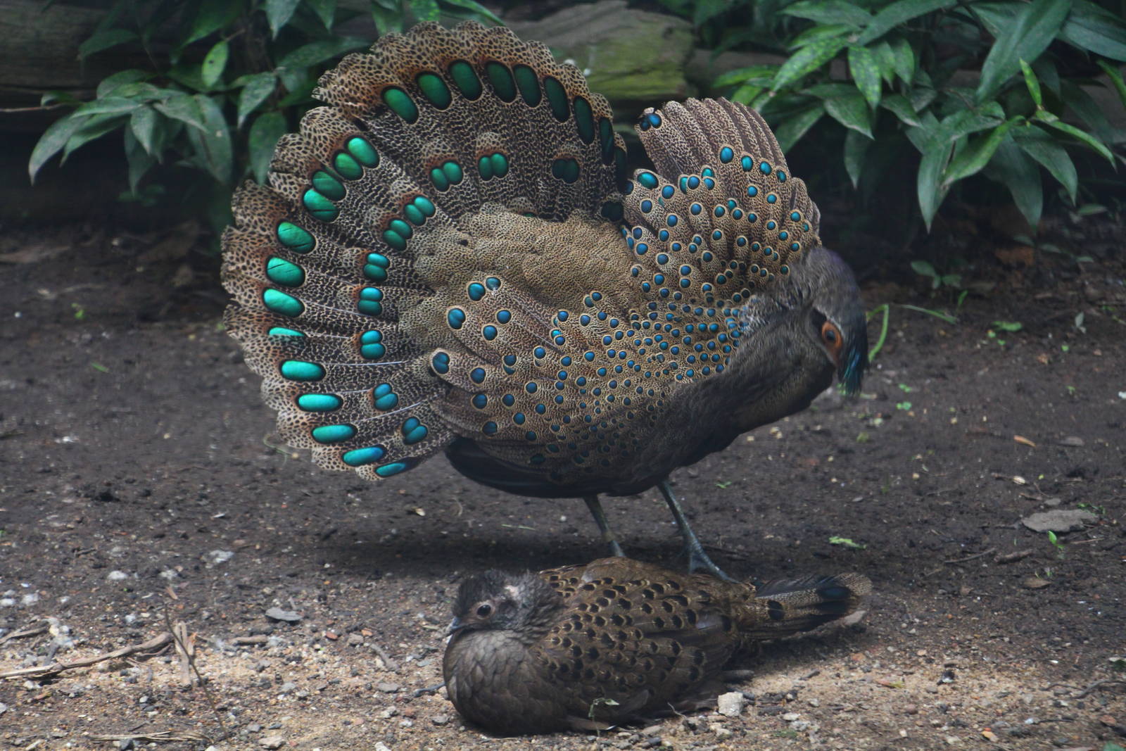 Wings of Asia - Malay Peacock Pheasant