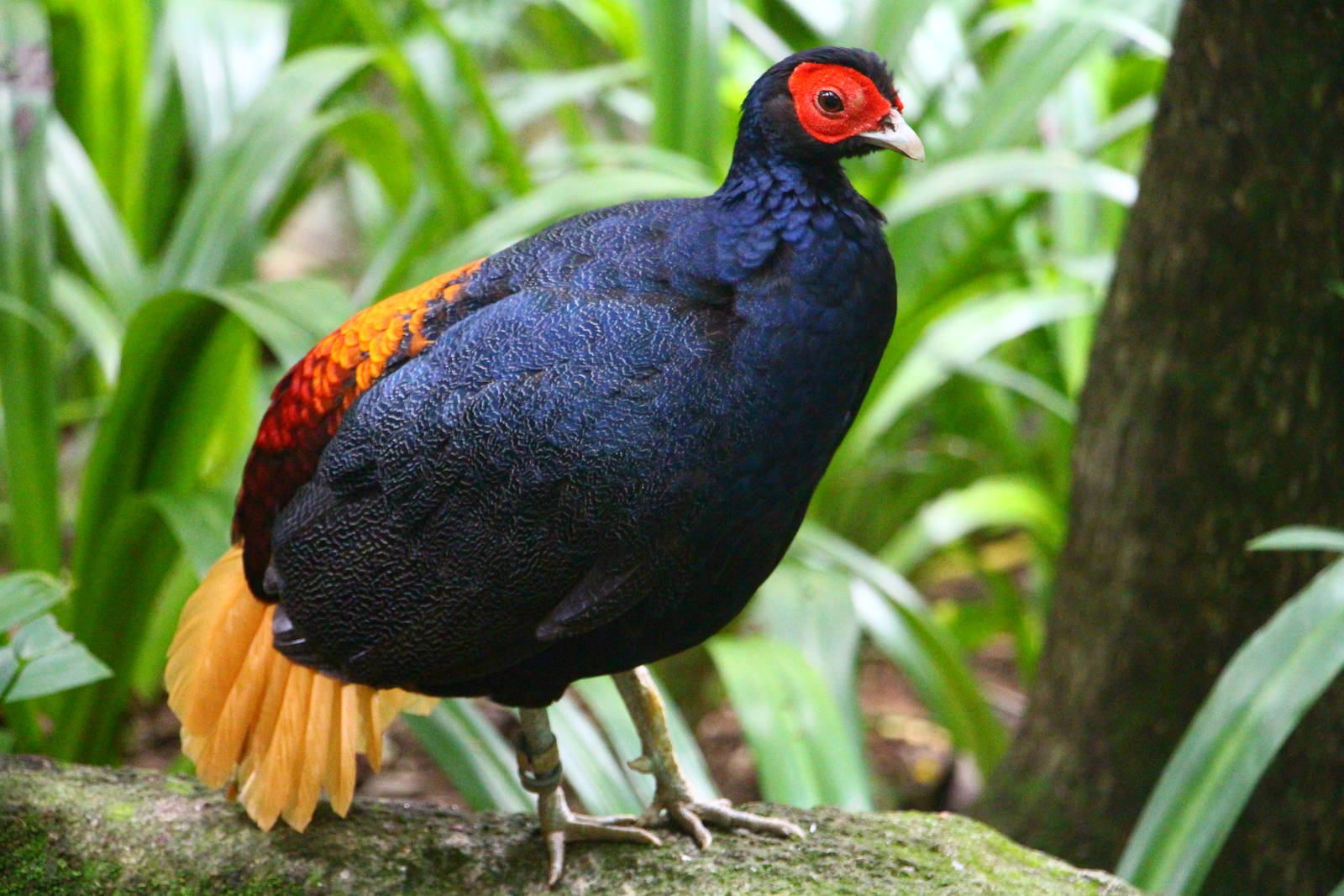Wings of Asia - Malayan Crestless Fireback