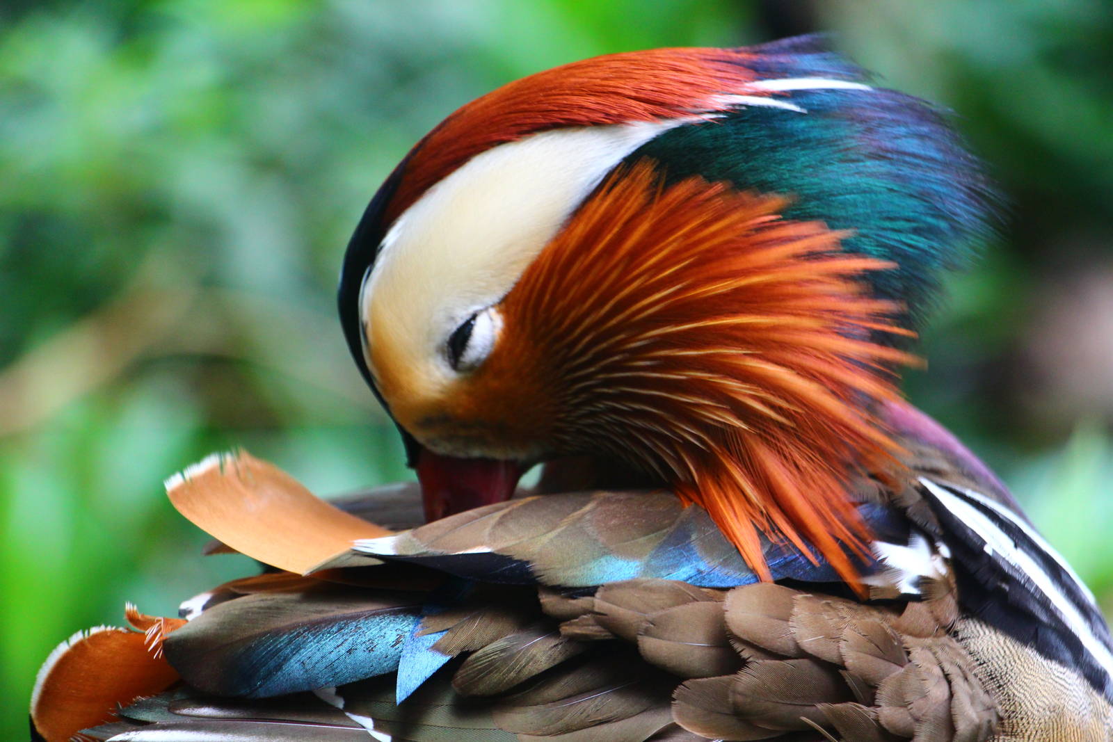 Wings of Asia - Mandarin Duck