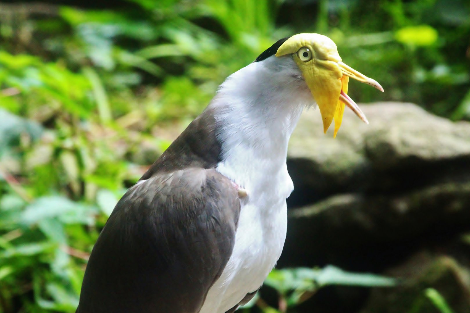 Wings of Asia - Masked Lapwing (Vanellus miles)
