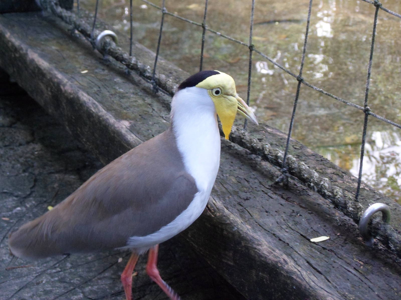 Wings of Asia Masked Lapwing
