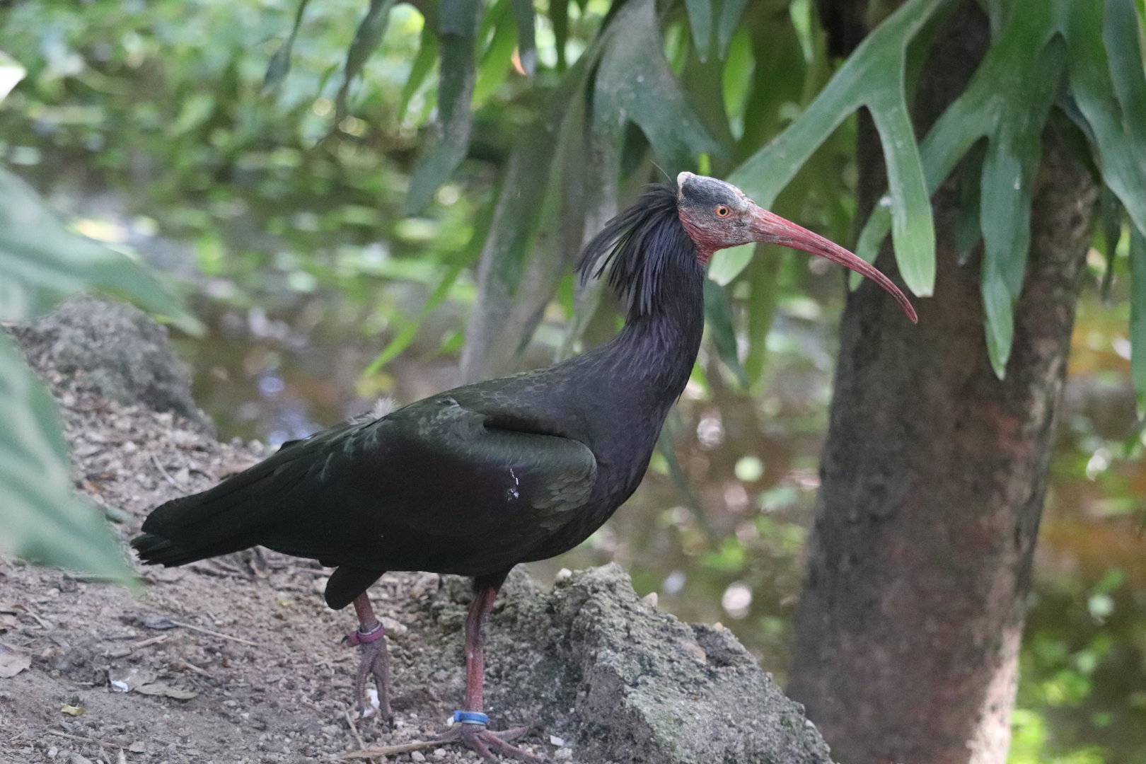 Wings of Asia - Northern Bald Ibis