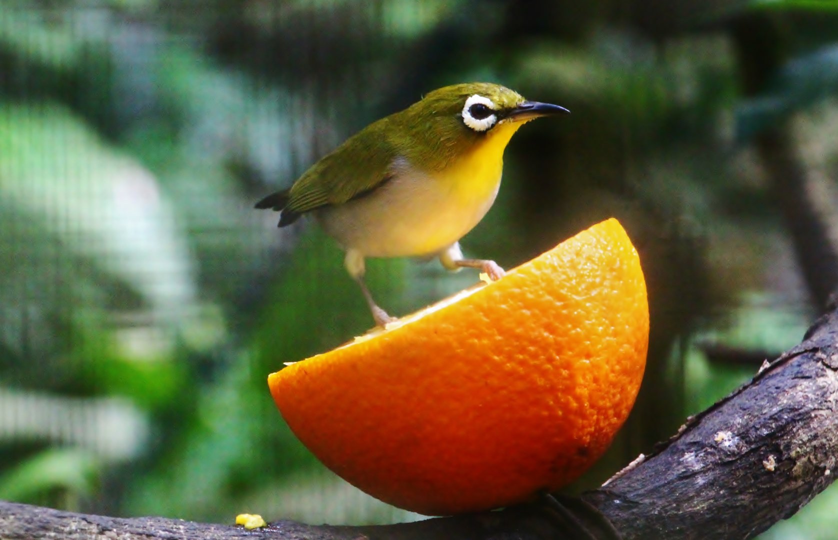 Wings of Asia - Oriental White-eye (Zosterops palpebrosus)